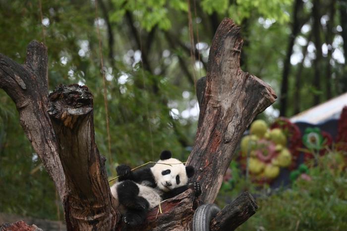 開啟“吃播”模式 大熊貓萌態(tài)十足