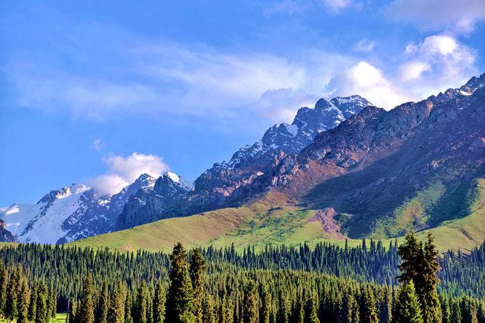 新疆雪嶺云杉草甸進(jìn)入最美觀賞季