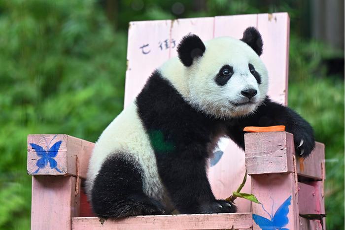廣州大熊貓“妹珠”迎一周歲生日