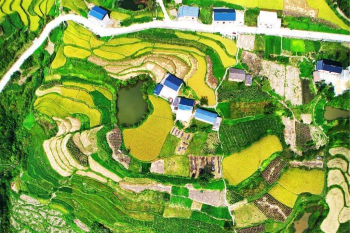 湖北三峽庫區高山梯田“豐”景如畫