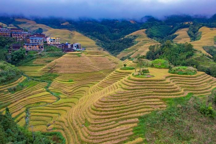 廣西龍勝金坑寨梯田現“金色海洋”盛景