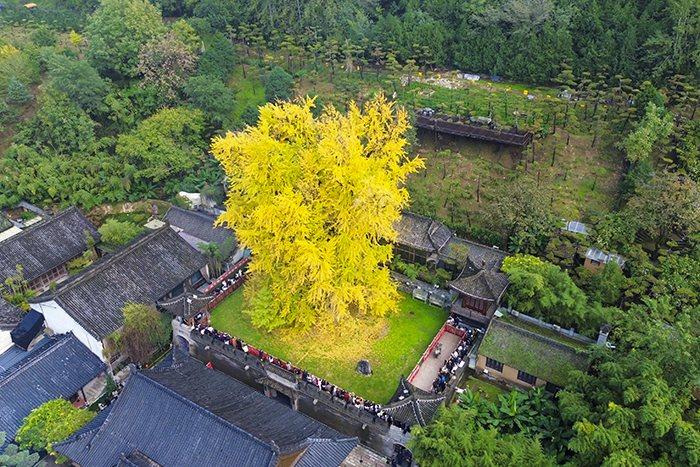 千年銀杏樹換“金裝”