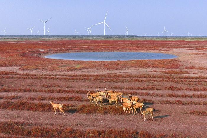 江蘇東臺濕地 麋鹿“紅地毯”走秀