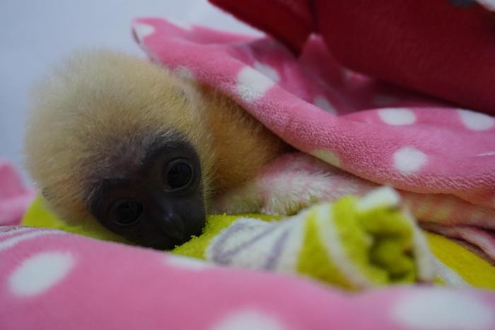 南寧動物園開啟“定制化”取暖服務