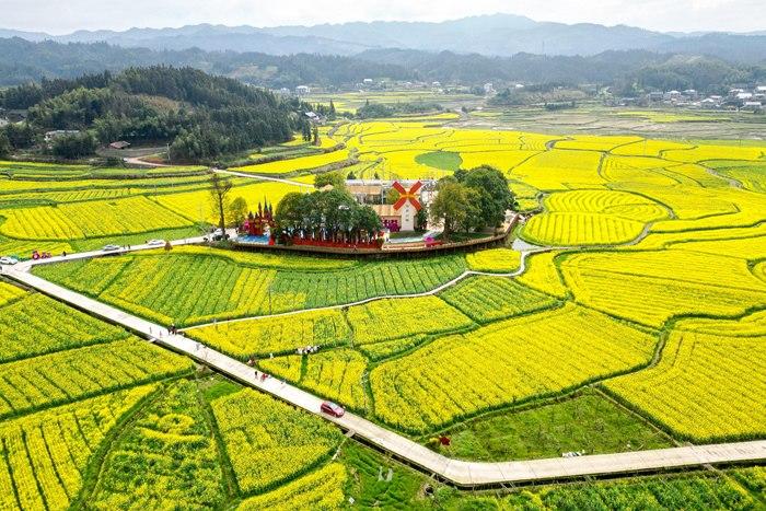 春日賞花季！湖南會同萬畝油菜花田競相綻放