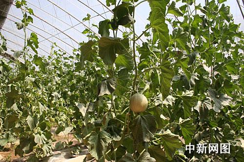 鄂爾多斯市推進城郊“菜籃子”工程,讓居民吃上“放心菜”。圖為十二連城鄉大棚內的綠色有機蔬菜。