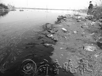 膠州灣鳥(niǎo)類(lèi)遭油污之災(zāi)11只受污染海鳥(niǎo)僅3只存活