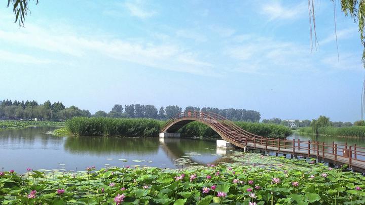 江山如此多嬌丨荷開(kāi)十里,不如泛舟白洋淀,和你……