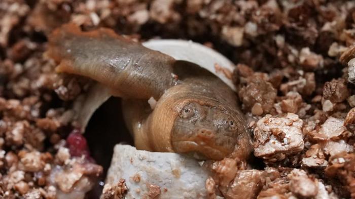 浙江青田：“水中大熊貓”黿陸續破殼而出